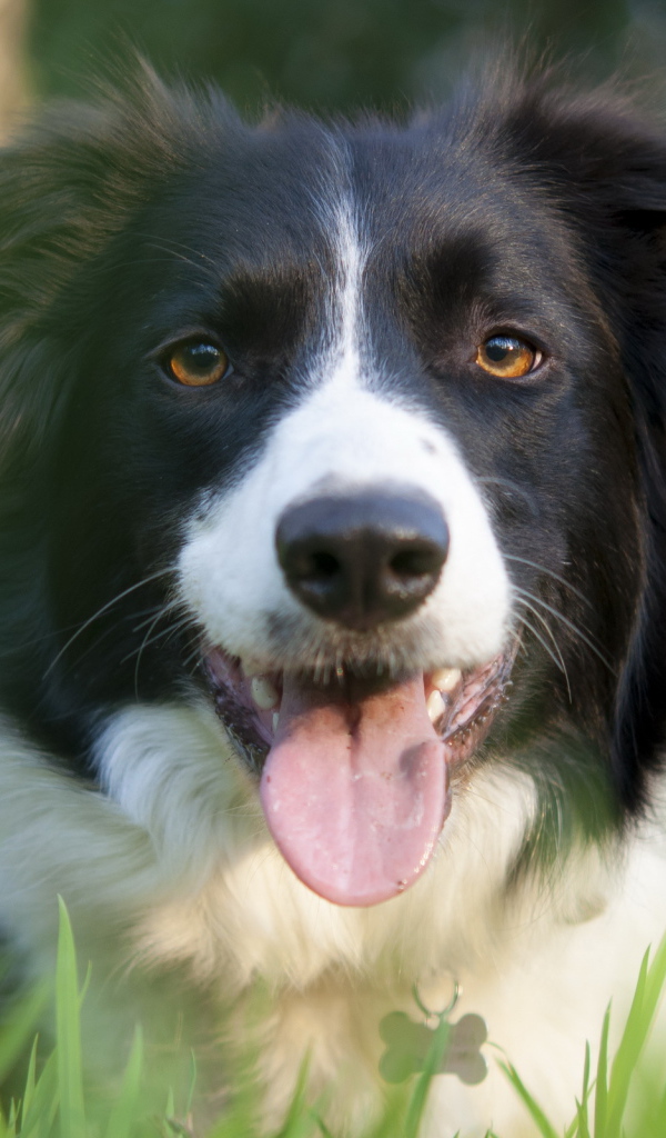 Красивая бордер-колли в траве