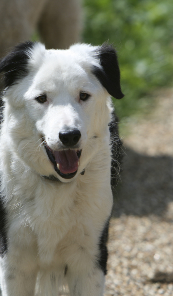 Красивая бордер-колли стоит на дороге