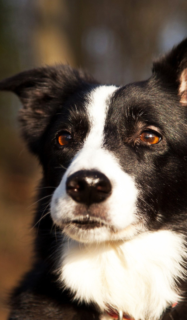 Красивая бордер-колли прислушалась