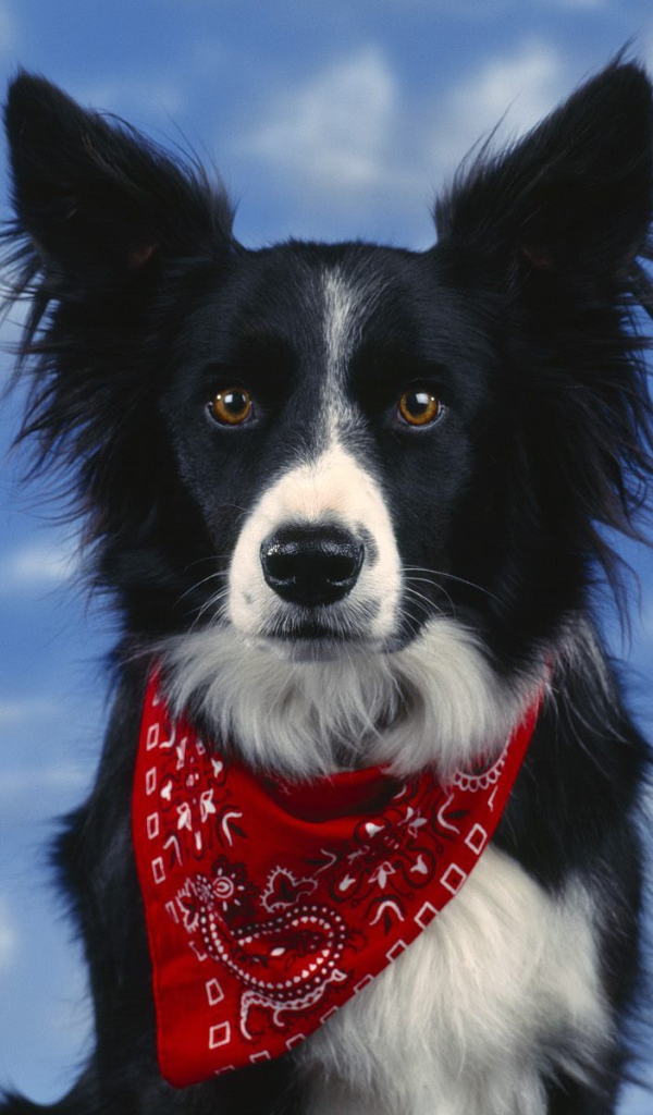 Красивая бордер-колли на фоне неба