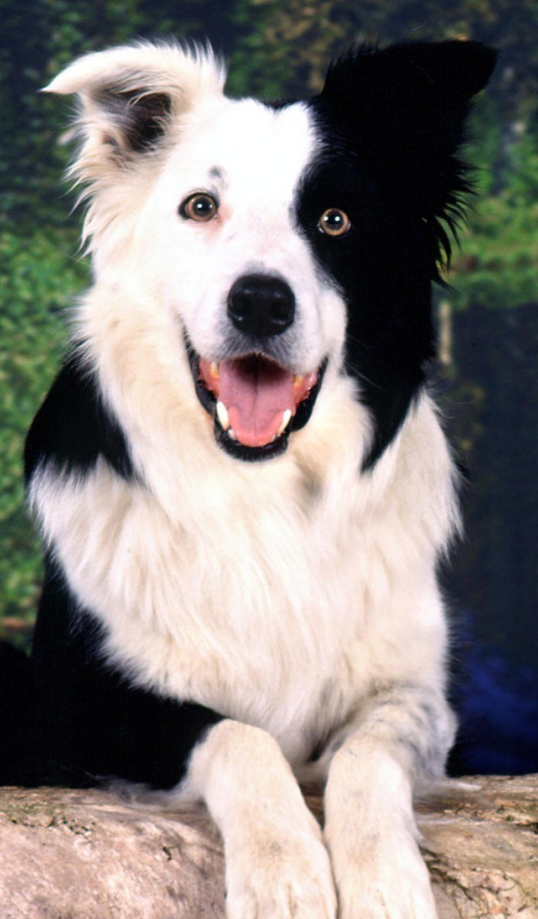 Красивая бордер-колли позирует