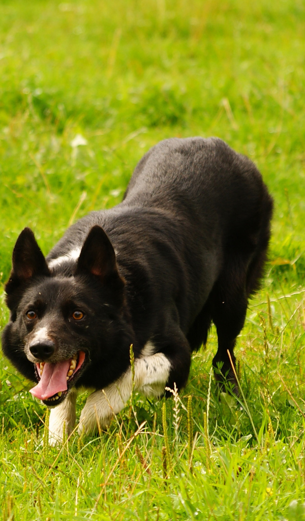 Красивая бордер-колли крадётся