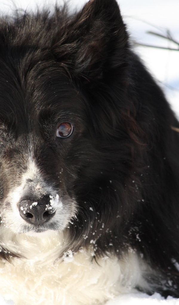 Красивая бордер-колли стоит в сугробе