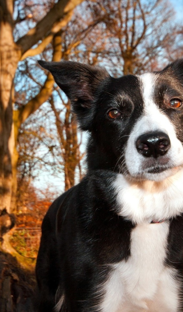 Красивая бордер-колли гуляет в лесу