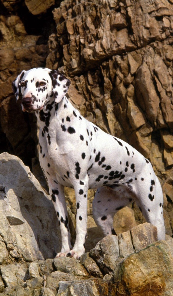 Красивый далматин на скалах
