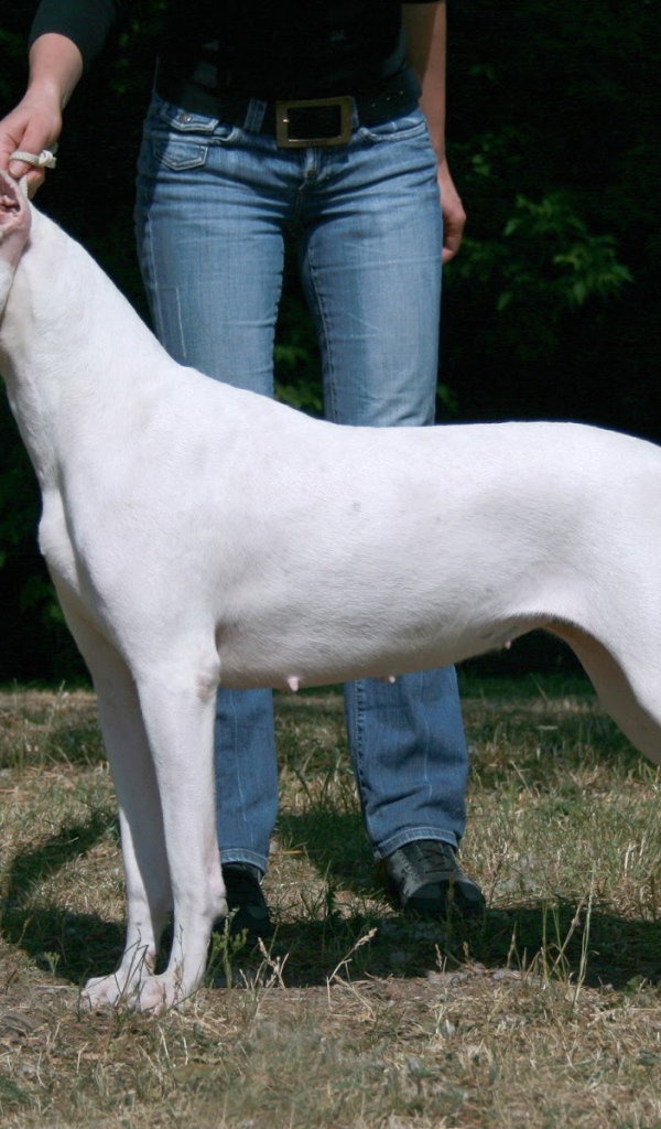 Красивый аргентинский дог