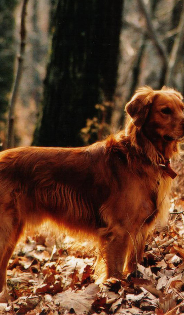 Красивый золотой терьер в лесу