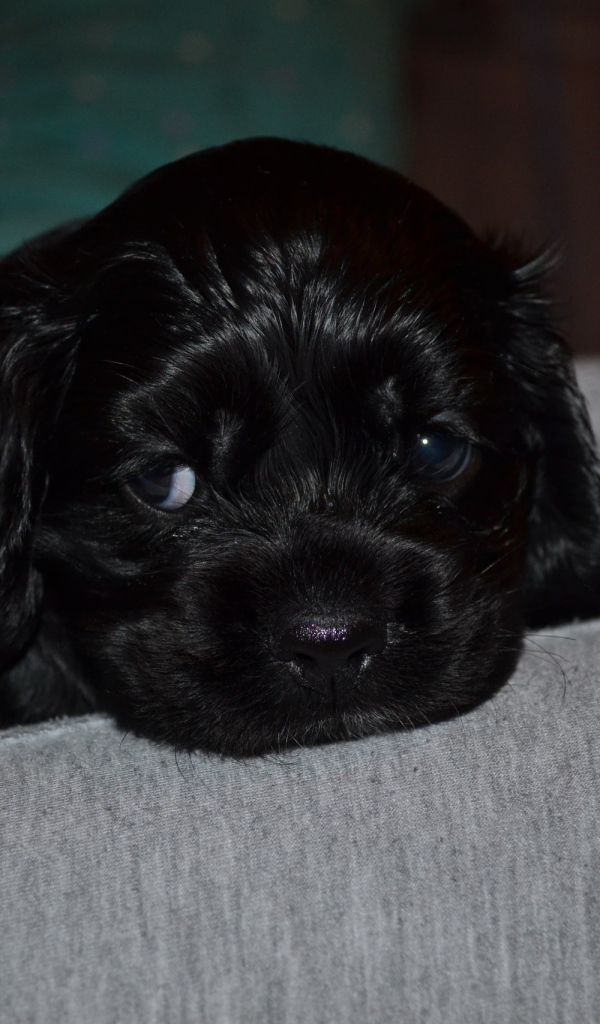 Красивый щенок американского кокер-спаниеля