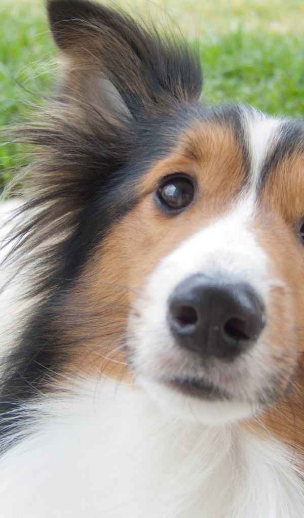 Красивая собака породы шелти