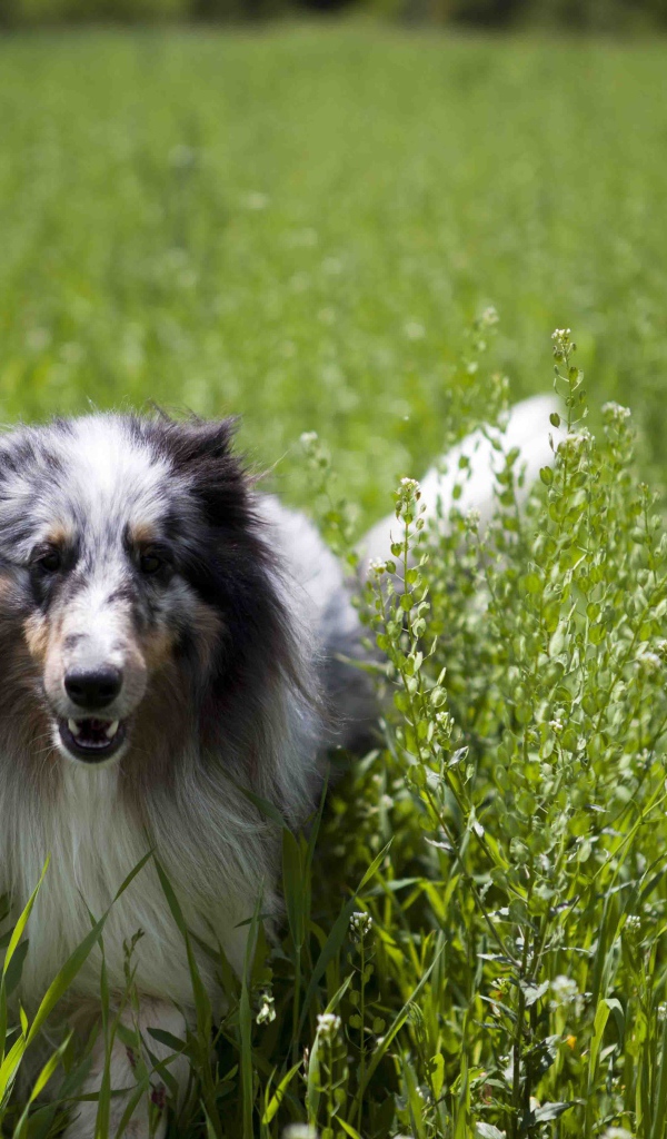 Красивая собака породы шелти в высокой траве