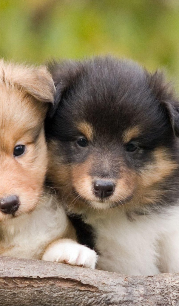 Beautiful Sheltie breed puppies