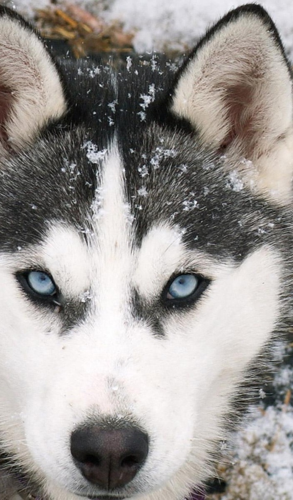 Красивый сибирский хаски