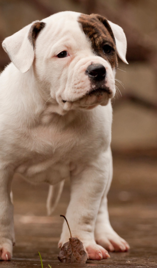 Красивый щенок американского бульдога