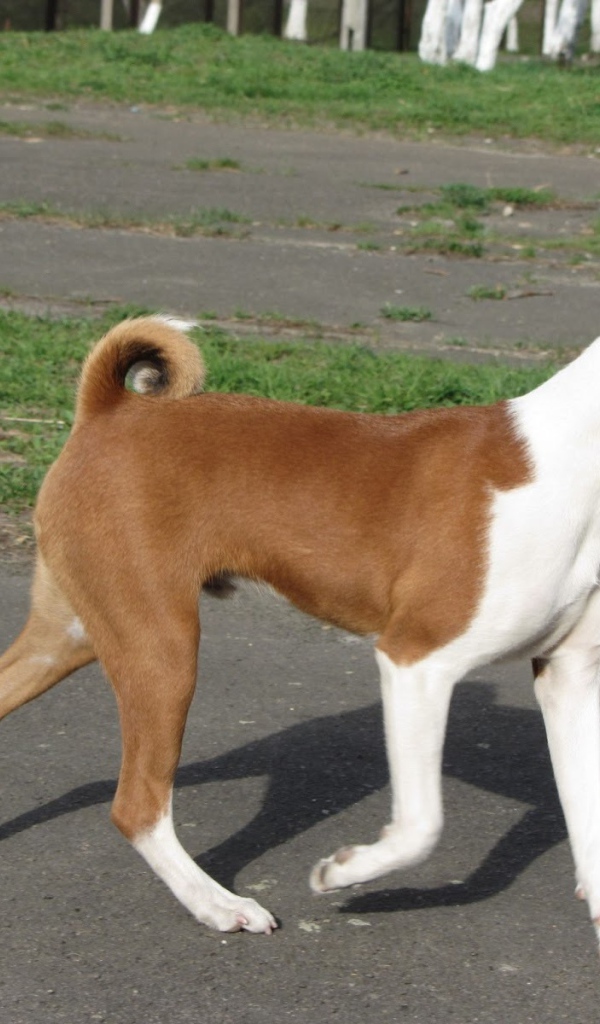 Красивая собака породы басенджи на прогулке