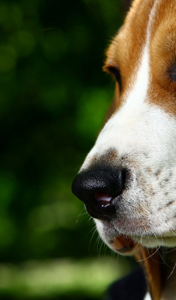 Красивая собака породы бигль на фоне зелёного леса