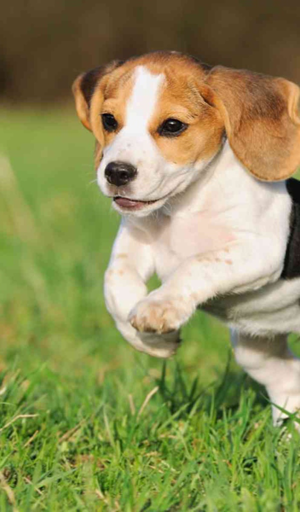 Красивый щенок породы бигль в прыжке