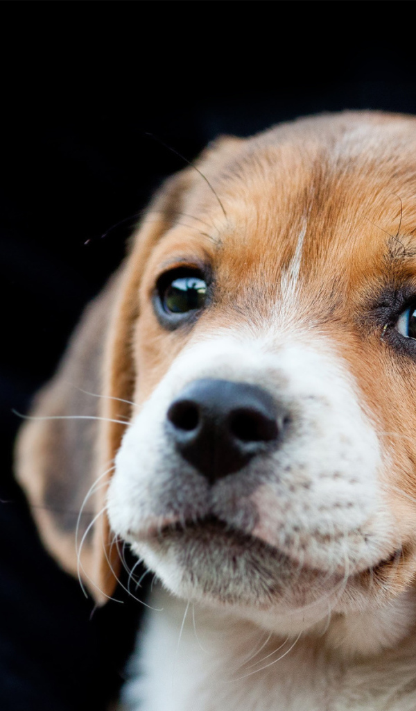 Красивый щенок породы бигль на чёрном фоне