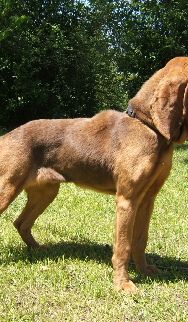 Красивый бладхаунд на прогулке