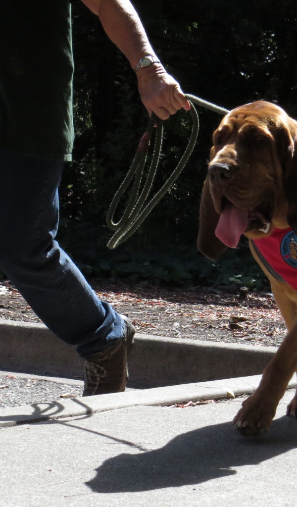 Красивый бладхаунд на прогулке с хозяином