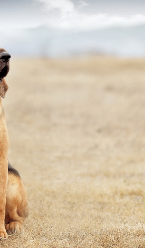 Красивый бладхаунд сидит в поле