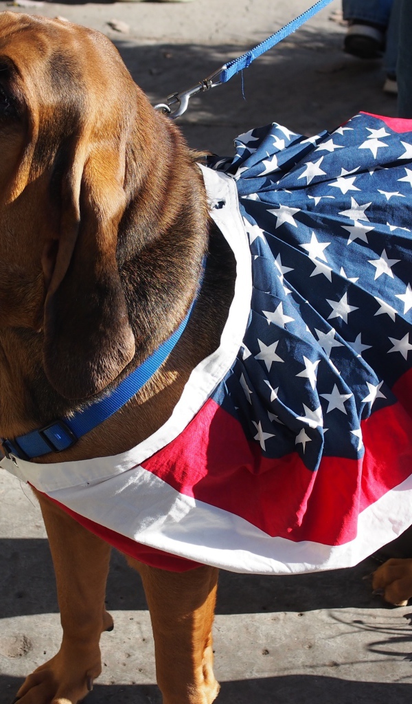 Красивый бладхаунд с хозяином