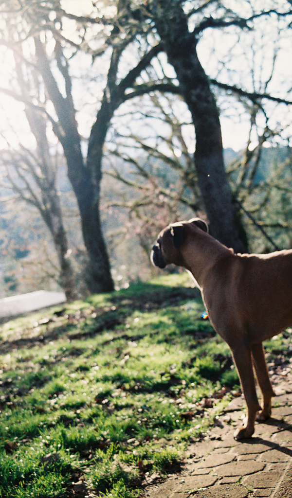 Красивый боксёр любуется природой