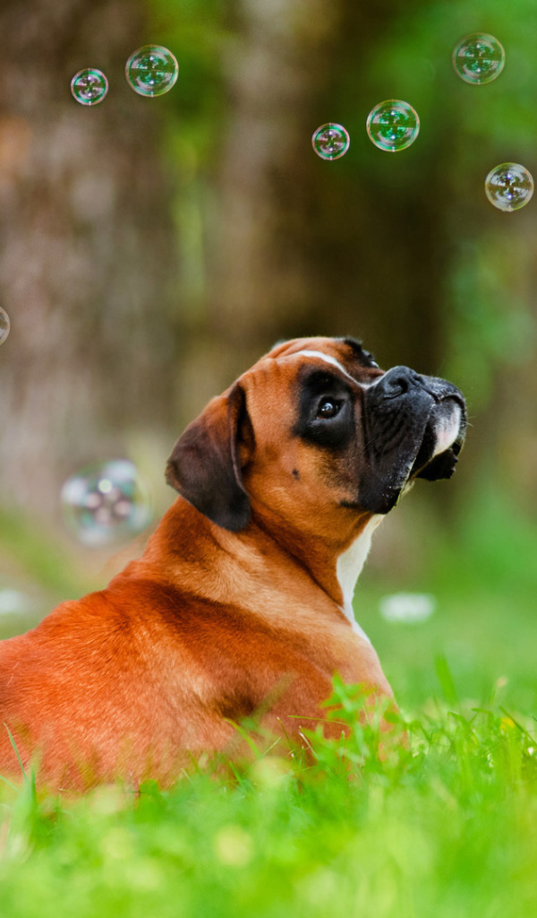 Красивый боксёр и мыльные пузыри
