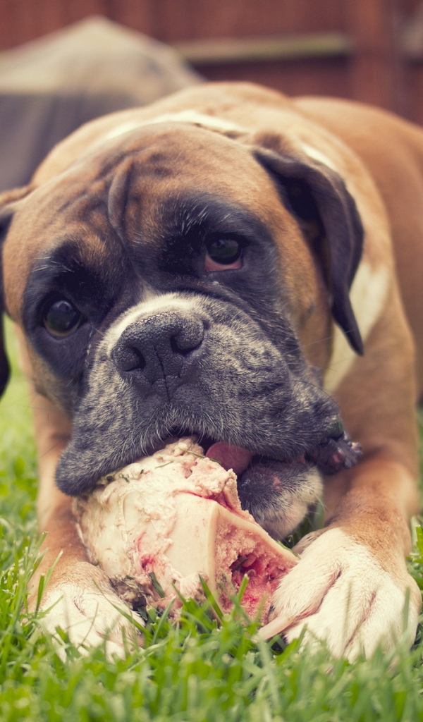 Красивый боксёр грызёт кость