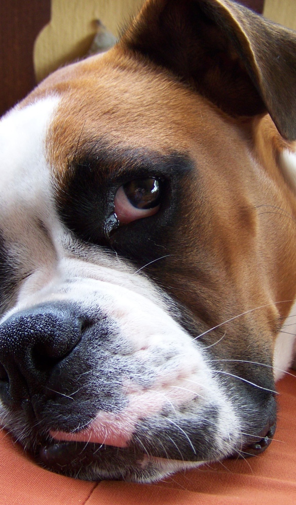 Красивый боксёр собирается спать