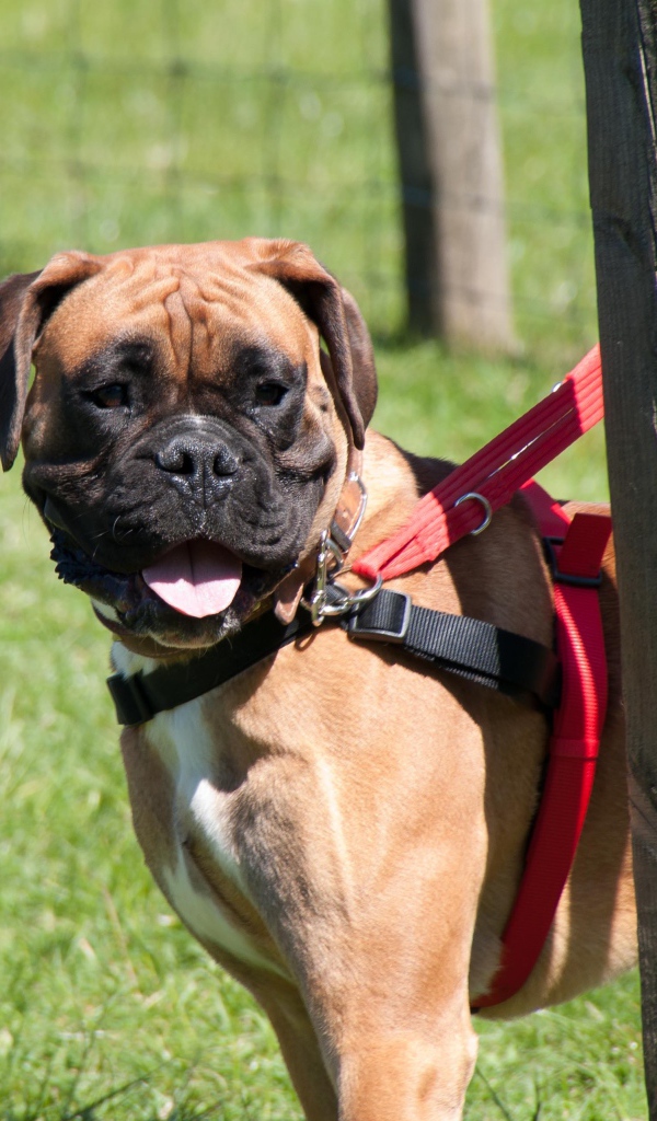 Красивый боксёр на поводке