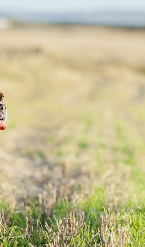 Красивый боксёр гуляет по просторному полю