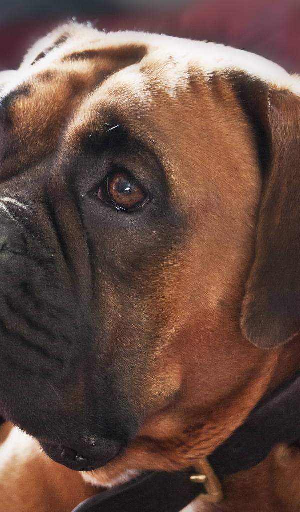 Красивый боксёр смотрит на хозяина