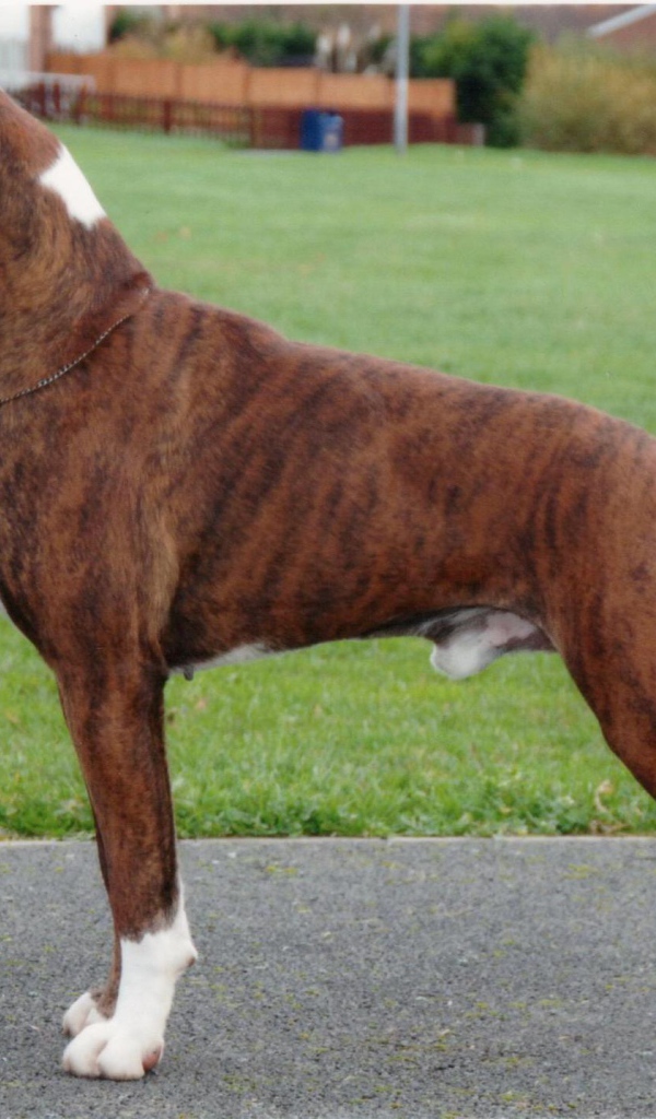 Красивый боксёр позирует