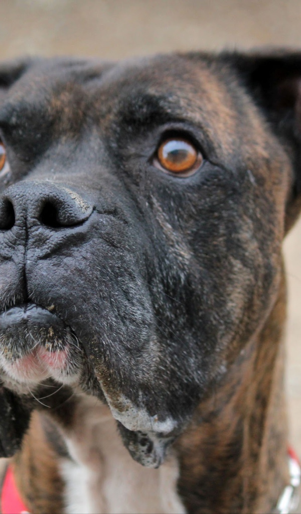 Красивый боксёр кого-то увидел