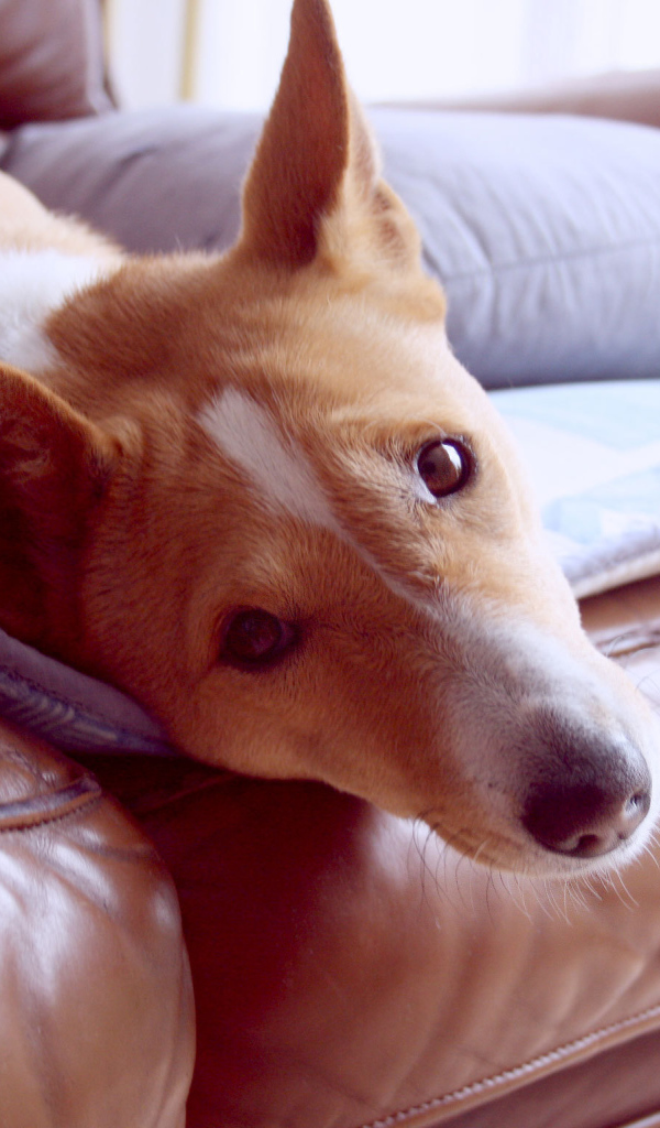 Красивая собака породы басенджи отдыхает на диване