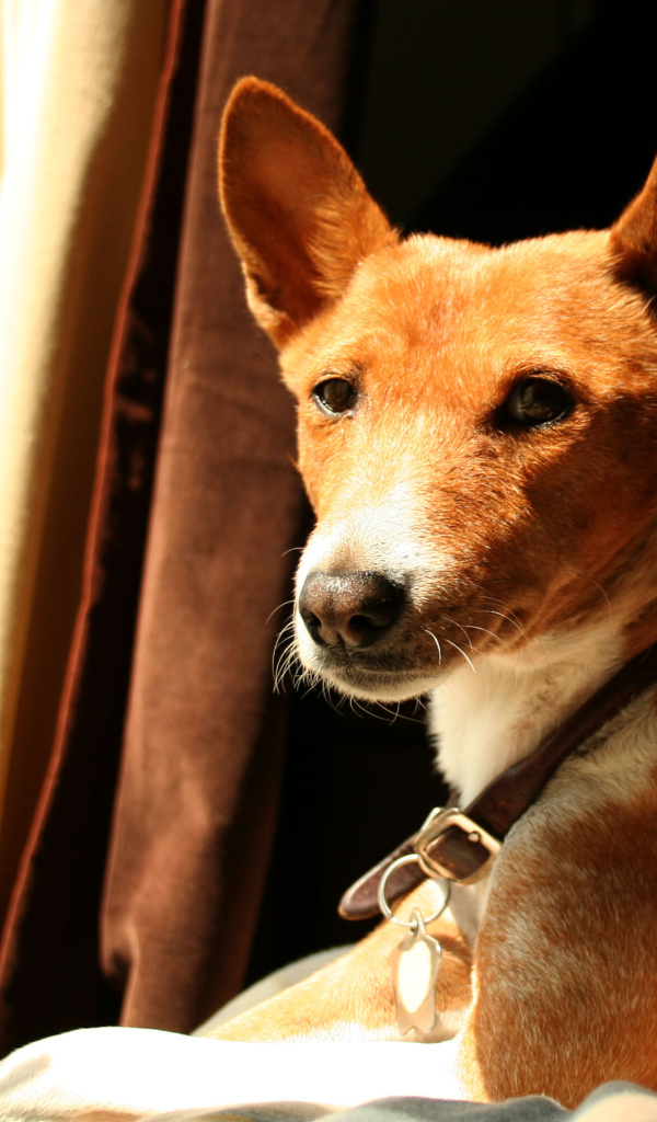 Красивая собака породы басенджи возле окна