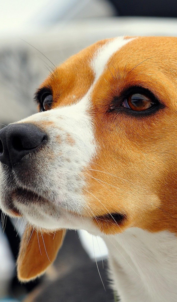 Красивая собака породы бигль кого-то увидела