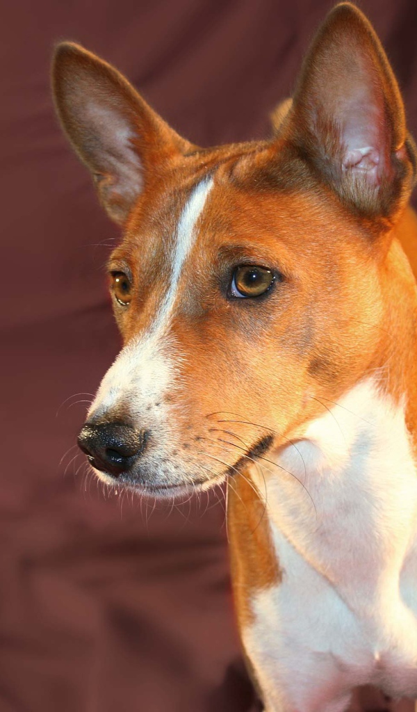 Красивая собака породы басенджи позирует на бордовом фоне