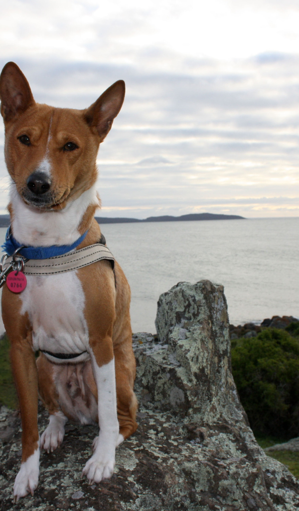 Beautiful dog breed Basenji posing on a rock