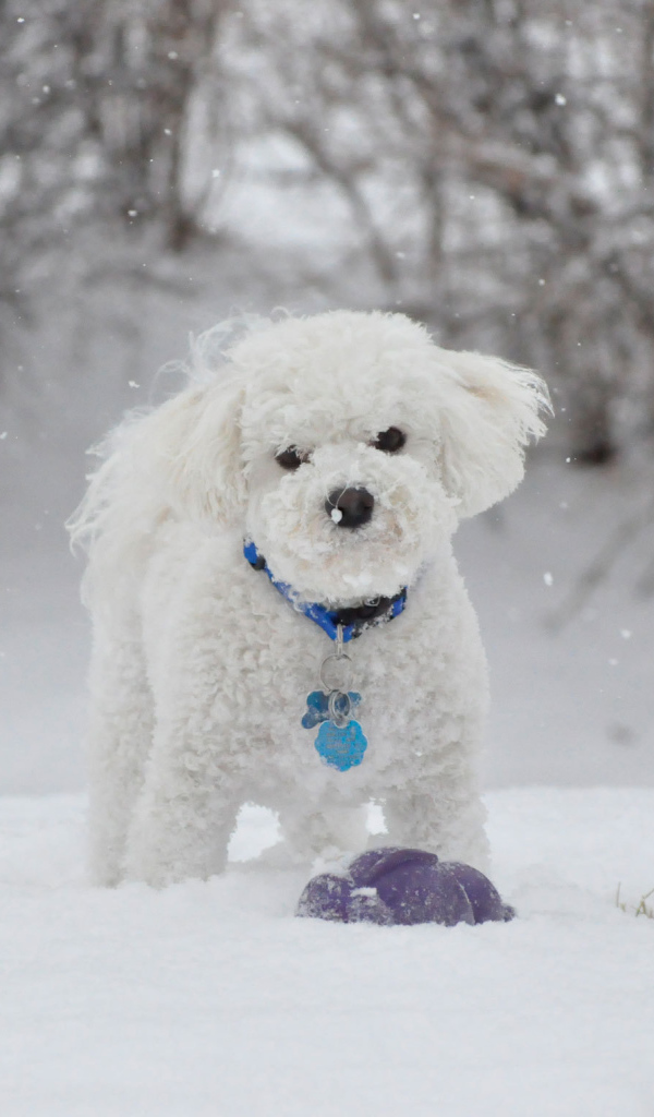 Красивая собака породы бишон-фриз зимой на прогулке