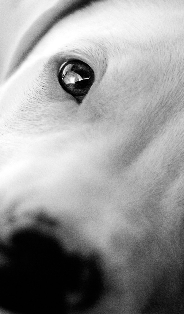 Красивые глаза аргентинского дога