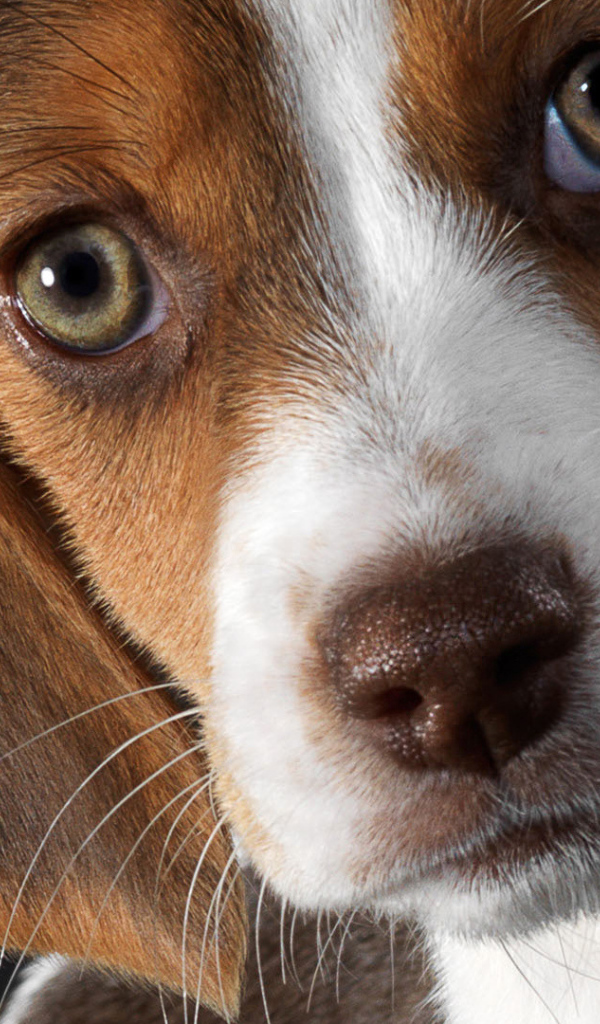 Красивые глаза собаки породы бигль
