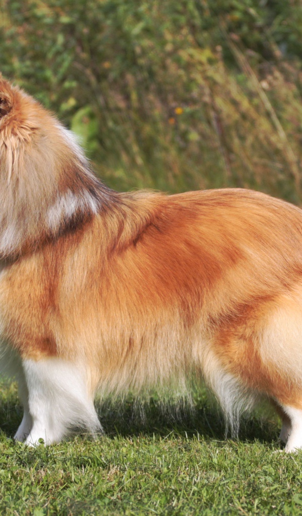 Пушистая красивая собака породы шелти