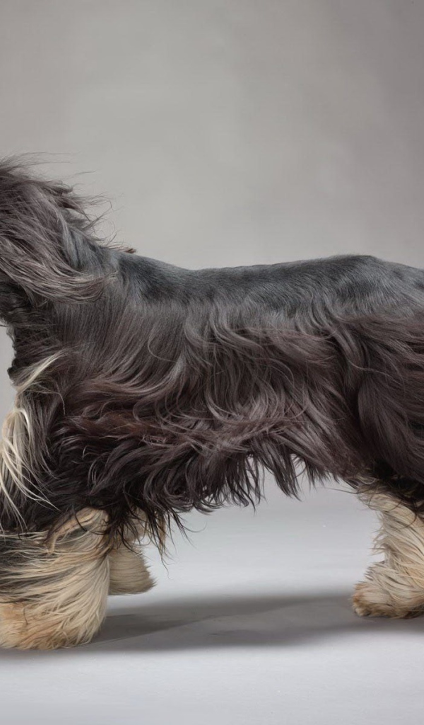 Красивое фото афганской борзой