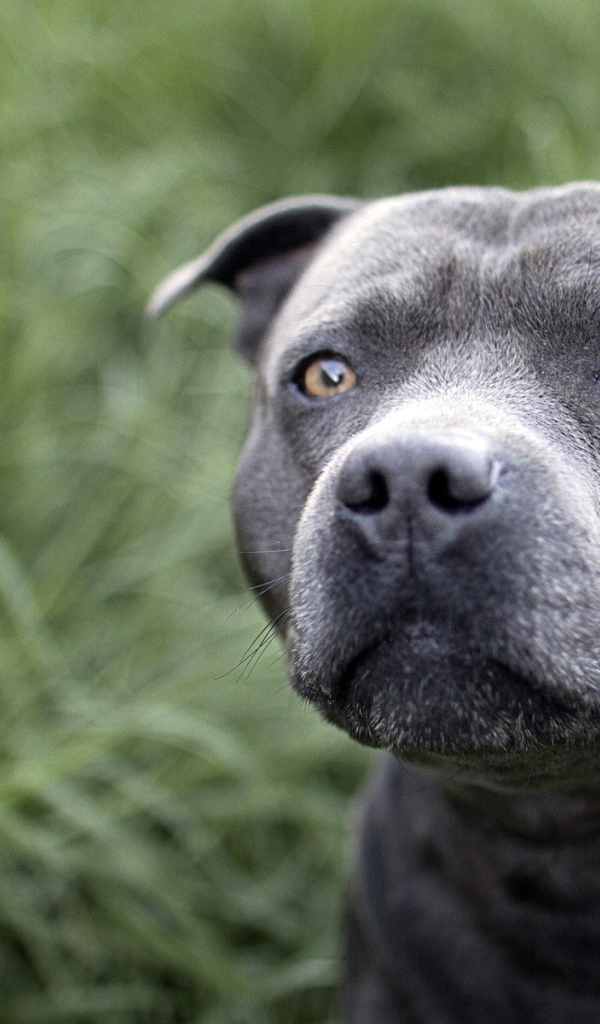 Красивый питубль на траве