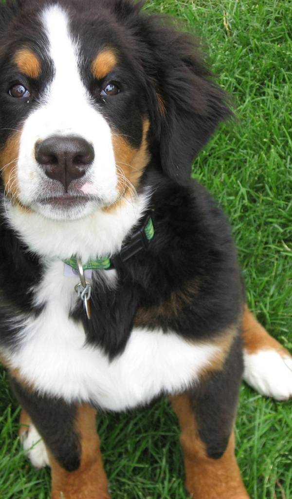 Красивый щенок бернской пастушьей собаки на траве