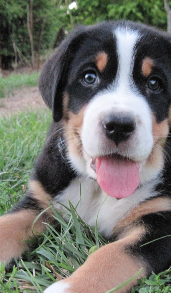 Красивый щенок большого швейцарского зенненхунда