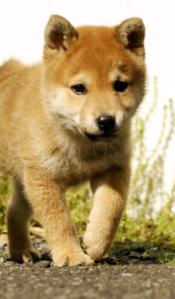Красивый щенок акита-ину