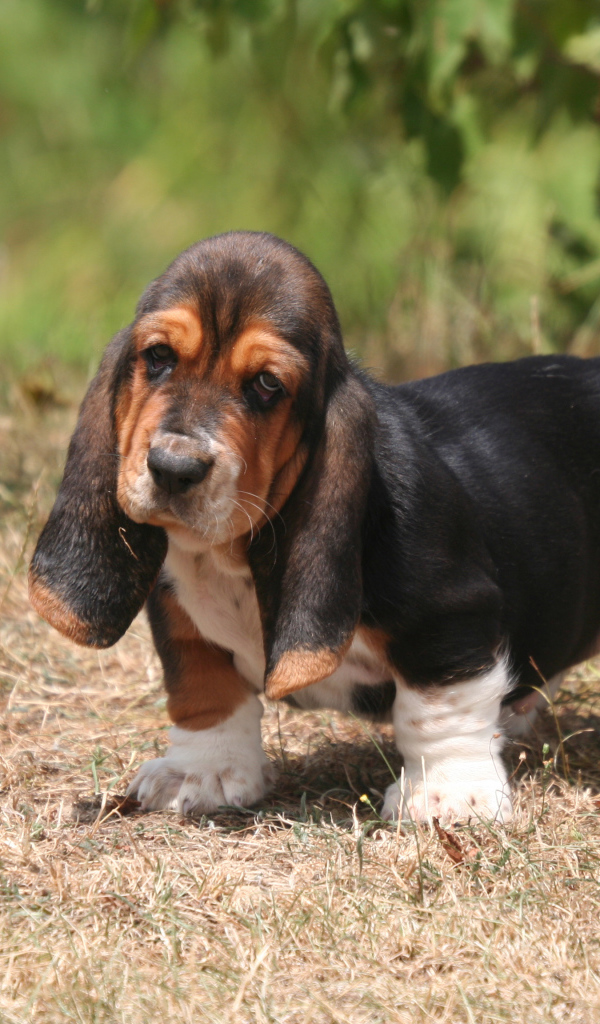 Красивый щенок бассет-хаунда на природе