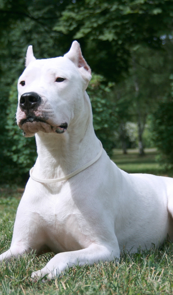 Красивый серьёзный аргентинский дог